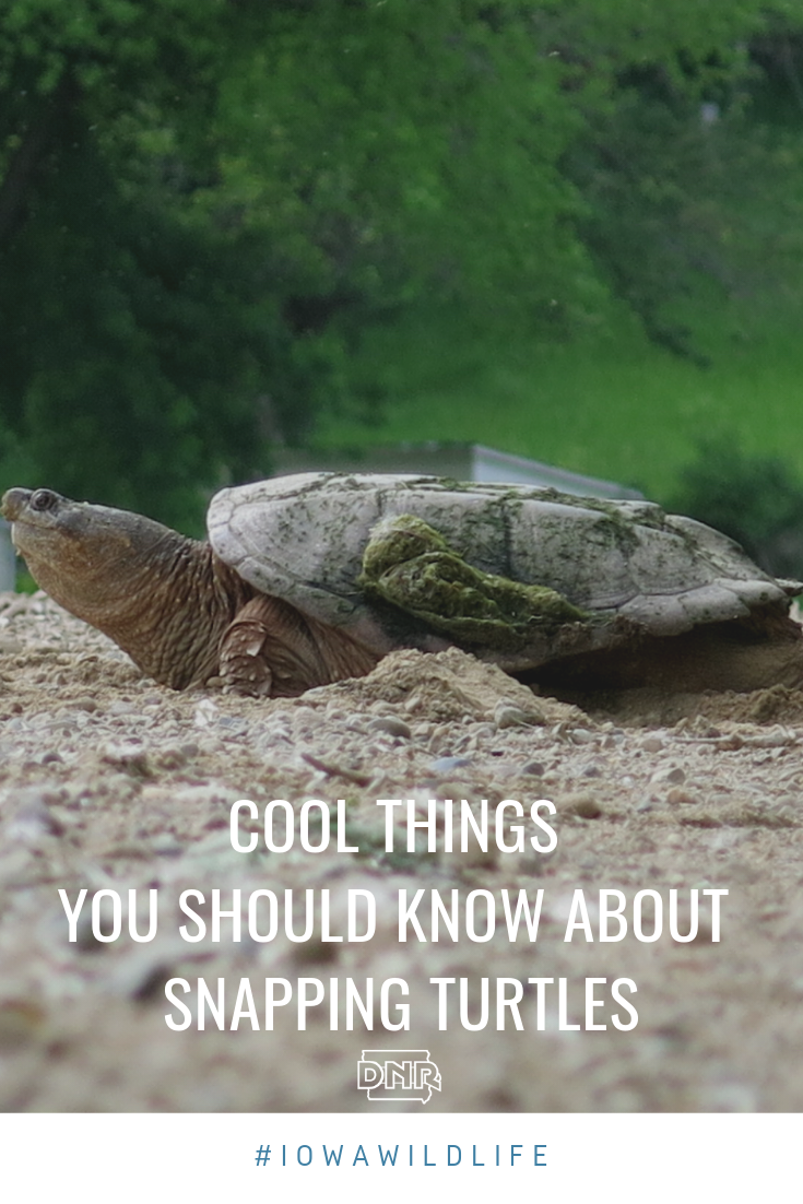 Snapping turtles are Iowa’s largest turtle species, but they’re so much more than their tough demeanor. Here are some things you should know about these awesome reptiles  |  Iowa DNR